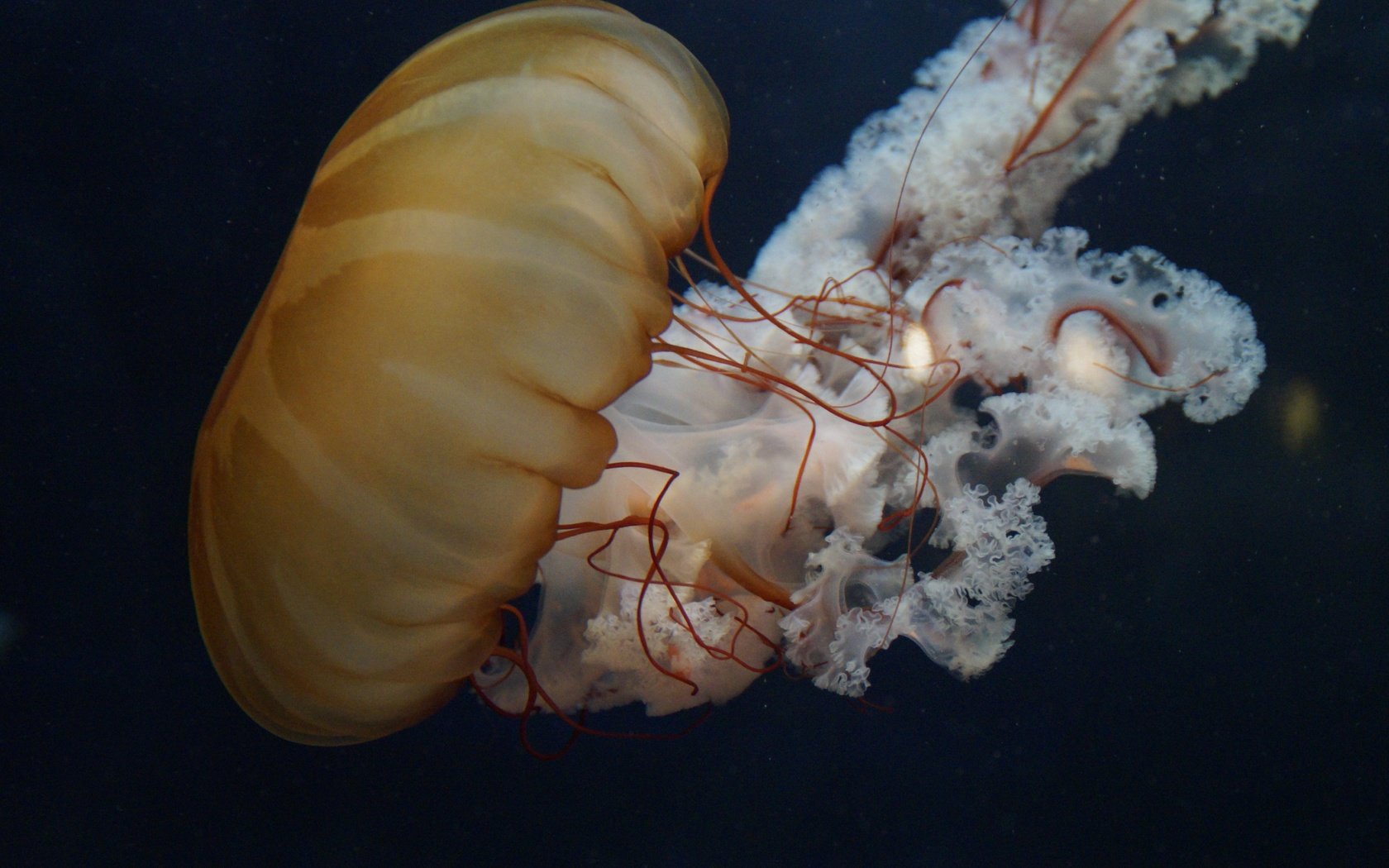 Обои море, медуза, щупальца, подводный мир, sea, medusa, tentacles, underwater world разрешение 5456x3632 Загрузить