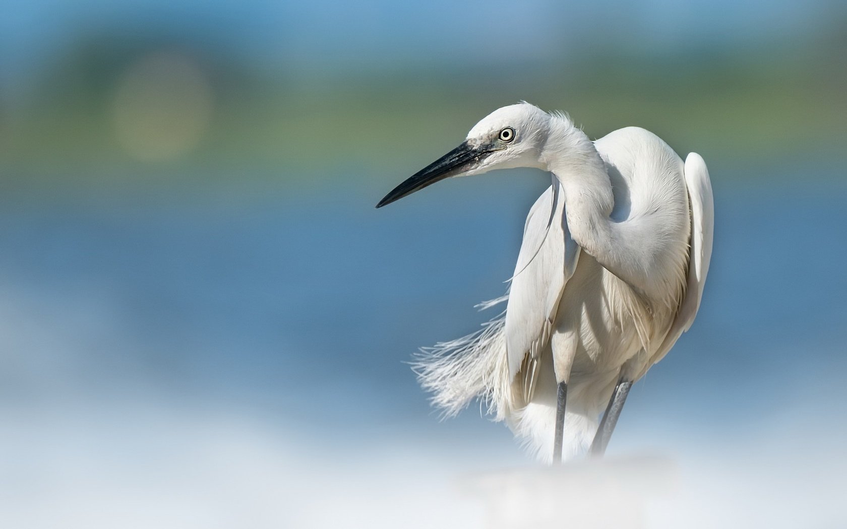 Обои птица, клюв, перья, цапля, белая цапля, bird, beak, feathers, heron, white egret разрешение 1920x1280 Загрузить