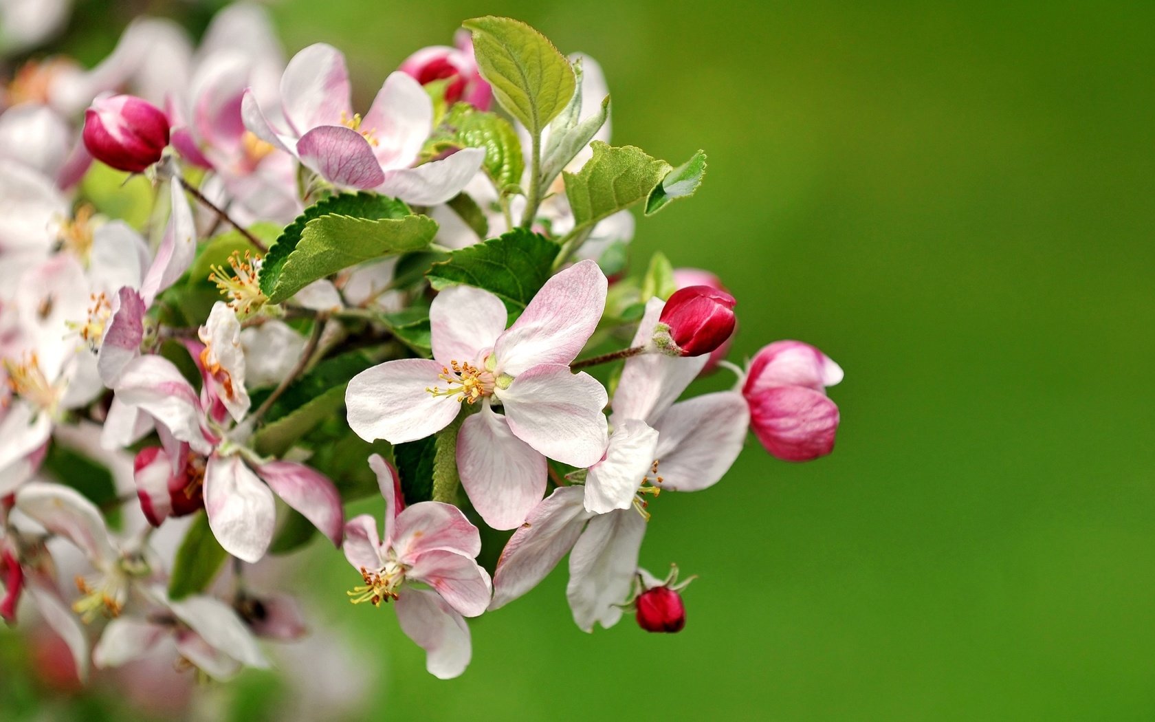 Обои цветы, ветка, природа, цветение, весна, яблоня, flowers, branch, nature, flowering, spring, apple разрешение 3200x1961 Загрузить