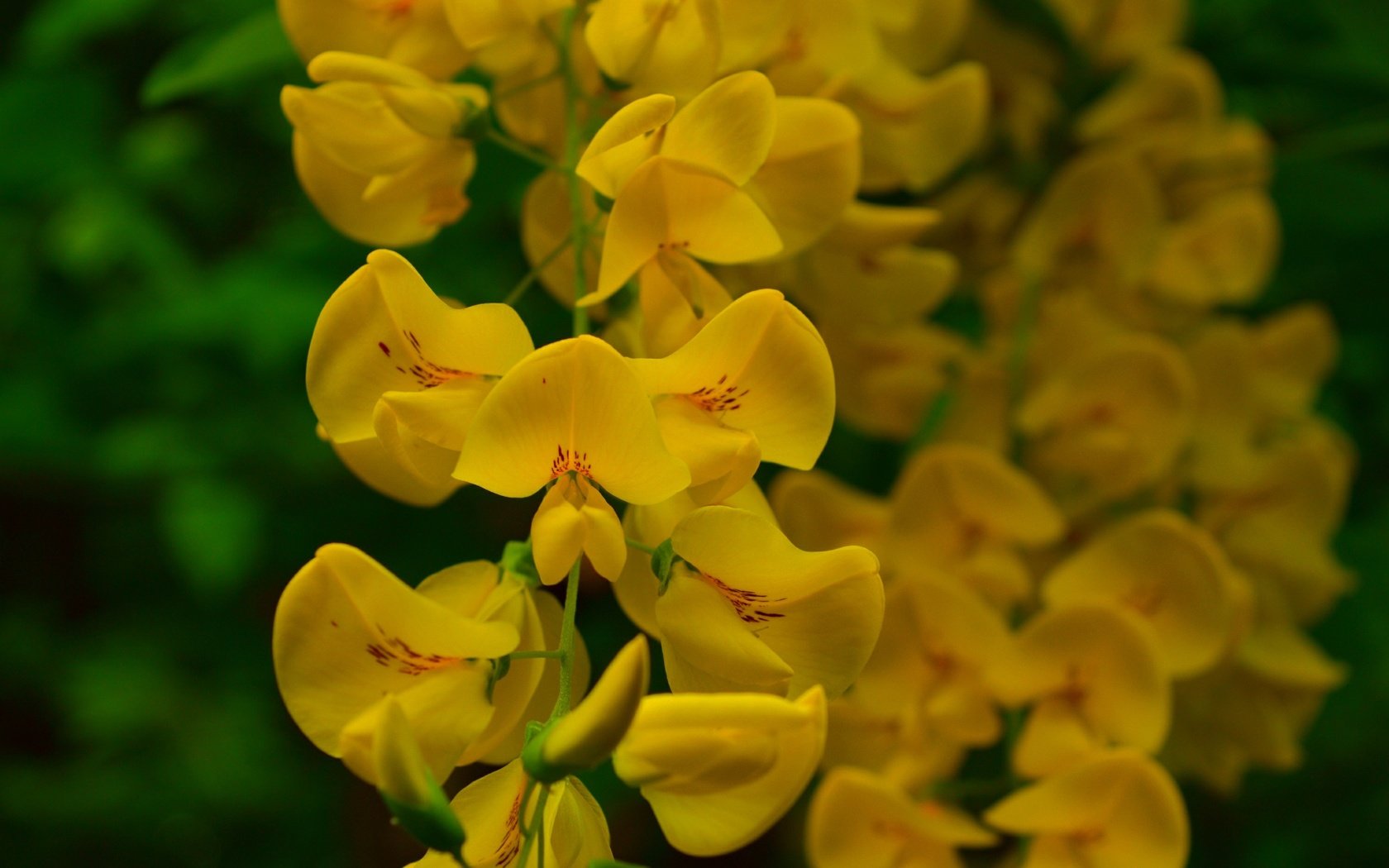 Обои цветы, цветение, весна, желтые, акация, flowers, flowering, spring, yellow, acacia разрешение 3000x1887 Загрузить