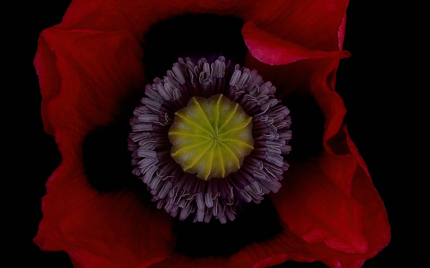Обои цветок, лепестки, красный, мак, черный фон, flower, petals, red, mac, black background разрешение 2048x1480 Загрузить
