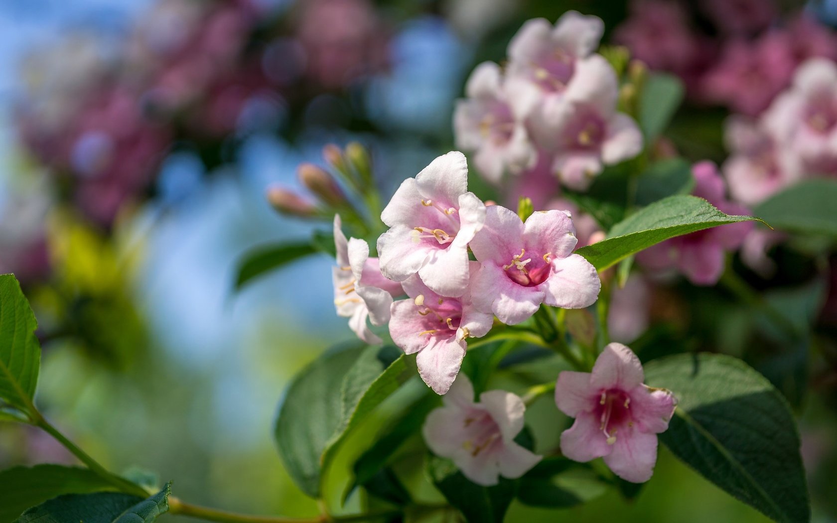 Обои цветы, ветка, листья, лепестки, боке, вейгела, flowers, branch, leaves, petals, bokeh разрешение 2048x1365 Загрузить