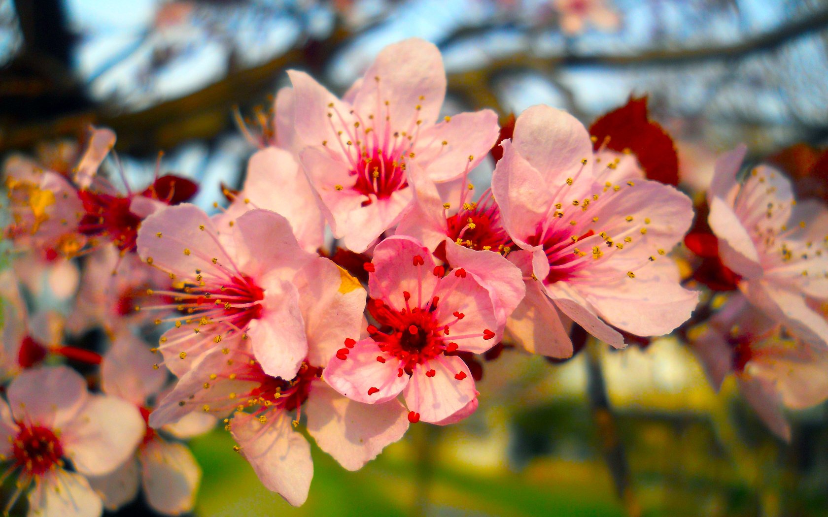 Обои цветы, ветка, природа, цветение, весна, flowers, branch, nature, flowering, spring разрешение 5418x4063 Загрузить