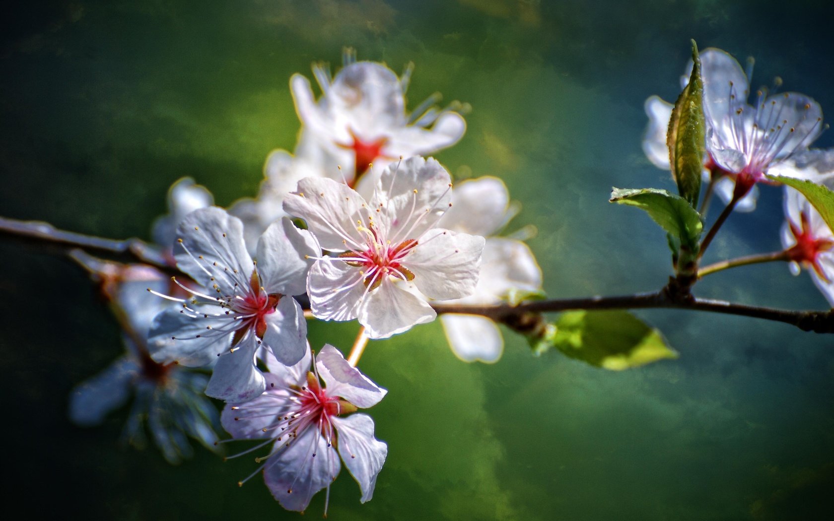 Обои цветы, ветка, природа, цветение, размытость, весна, flowers, branch, nature, flowering, blur, spring разрешение 3872x2592 Загрузить