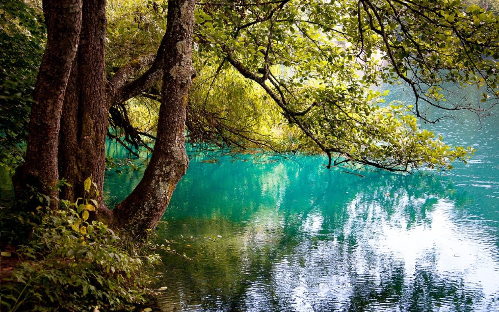 Обои деревья, озеро, отражение, ветви, юлия назаренко, trees, lake, reflection, branch, yulia nazarenko разрешение 1920x1280 Загрузить