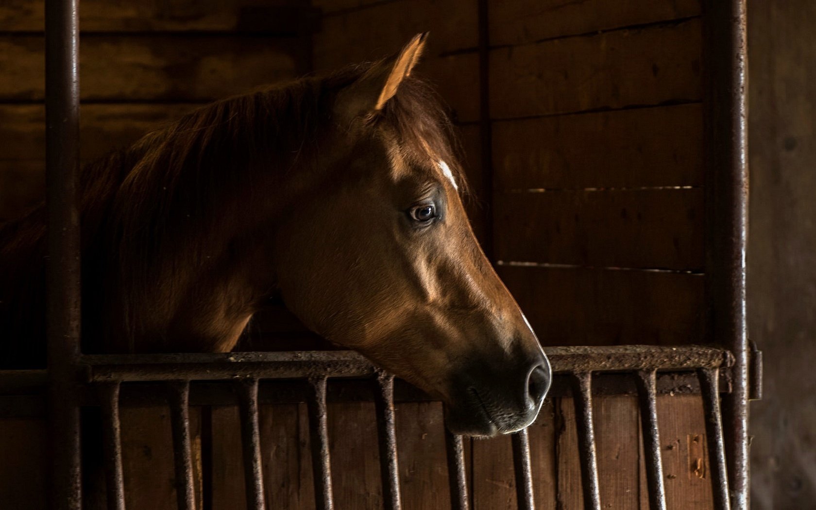 Обои лошадь, фон, конь, грива, стойло, horse, background, mane, stall разрешение 2435x1088 Загрузить