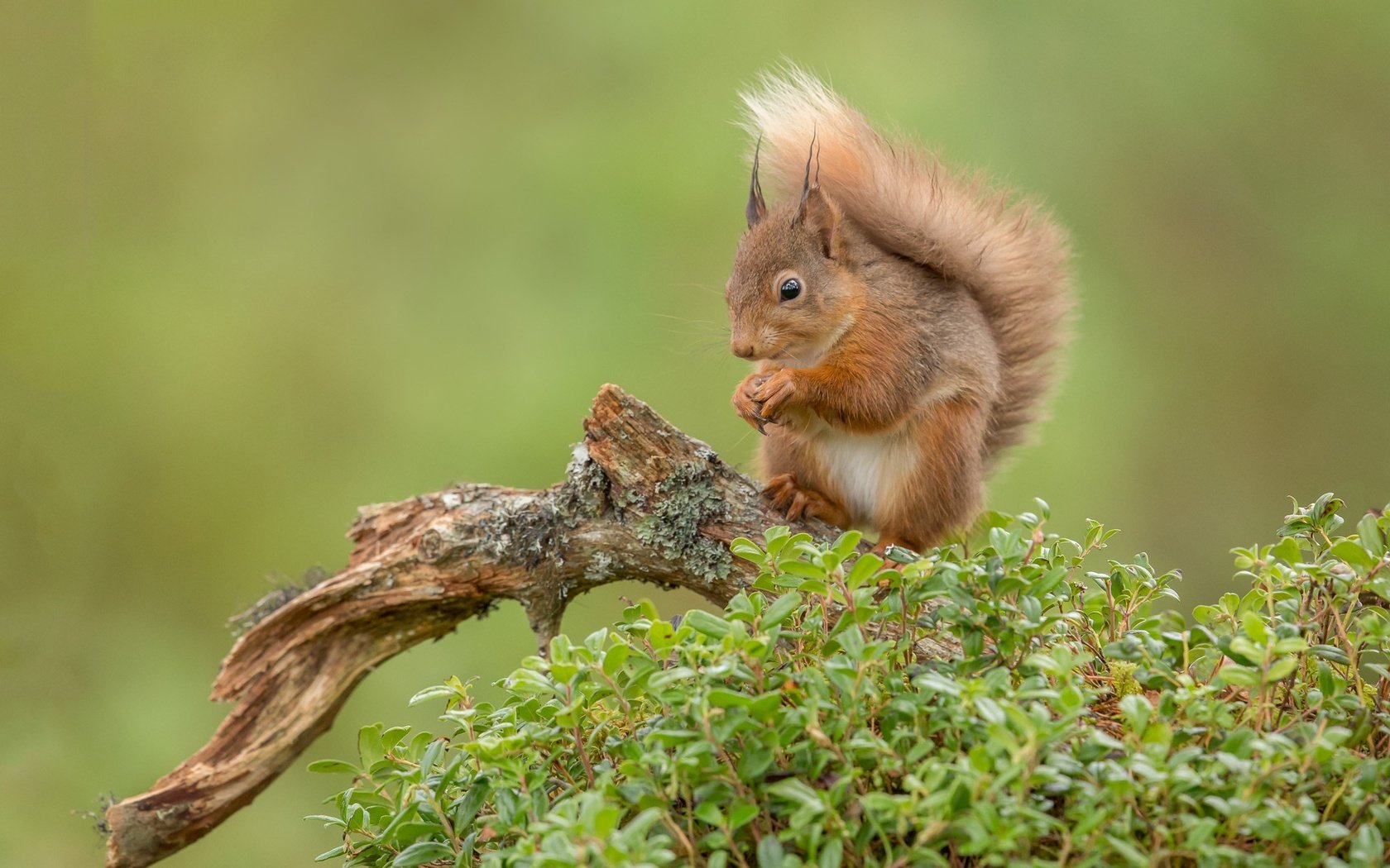 Обои фон, рыжая, белка, коряга, хвост, белочка, грызун, background, red, protein, snag, tail, squirrel, rodent разрешение 2048x1365 Загрузить