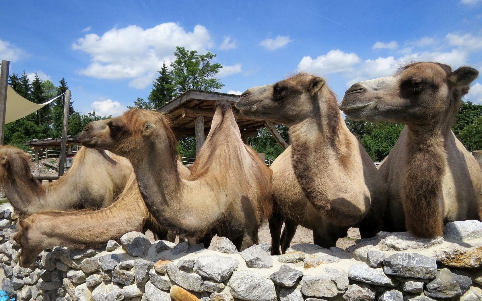 Обои группа, животные, верблюд, верблюды, group, animals, camel, camels разрешение 1923x1506 Загрузить