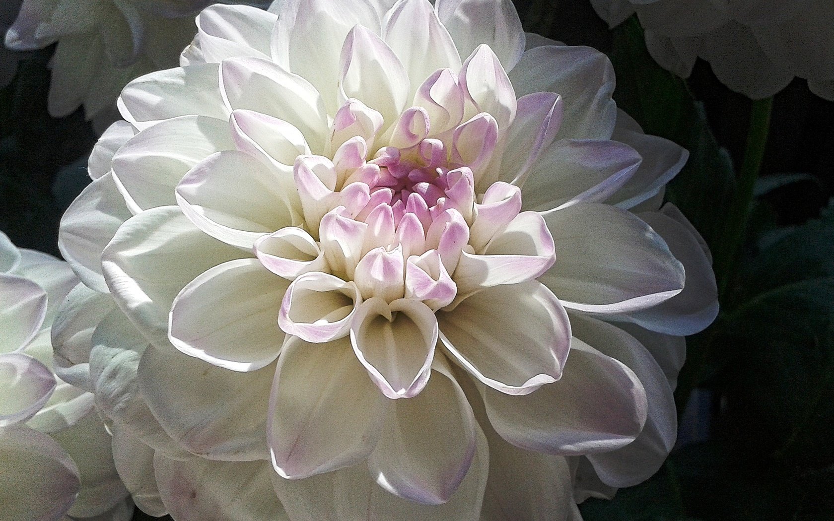Обои макро, цветок, лепестки, белый, георгин, macro, flower, petals, white, dahlia разрешение 2560x1920 Загрузить