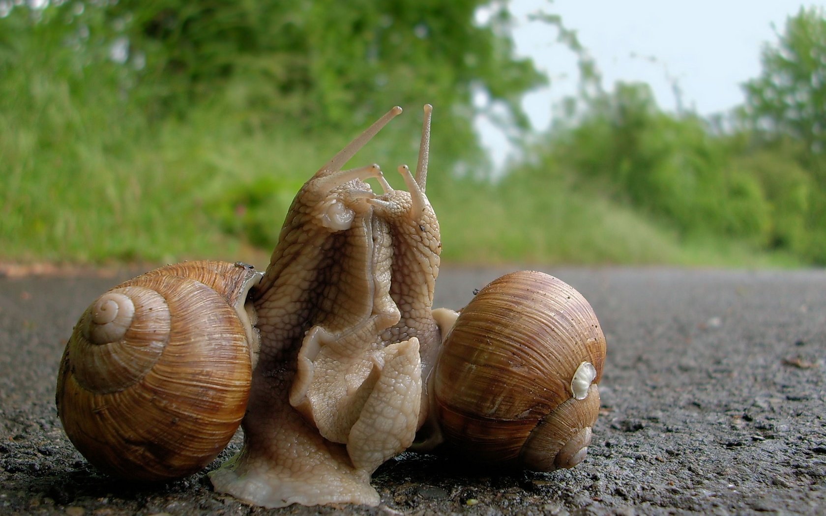 Обои отношения, улитки, виноградная улитка, relationship, snails, grape snail разрешение 2468x1626 Загрузить