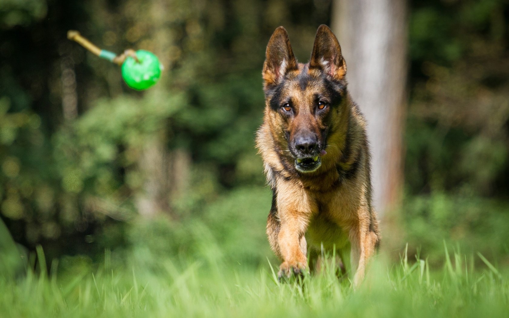 Обои собака, немецкая овчарка, овчарка, dog, german shepherd, shepherd разрешение 1920x1200 Загрузить