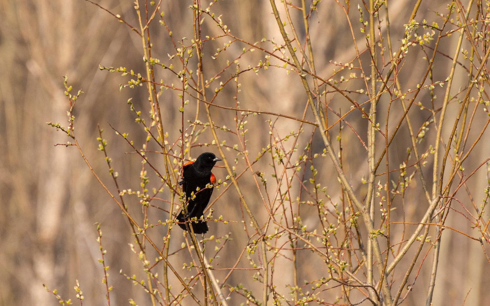 Обои природа, ветки, птица, трупиал, красноплечий чёрный трупиал, nature, branches, bird, trupial разрешение 2048x1345 Загрузить