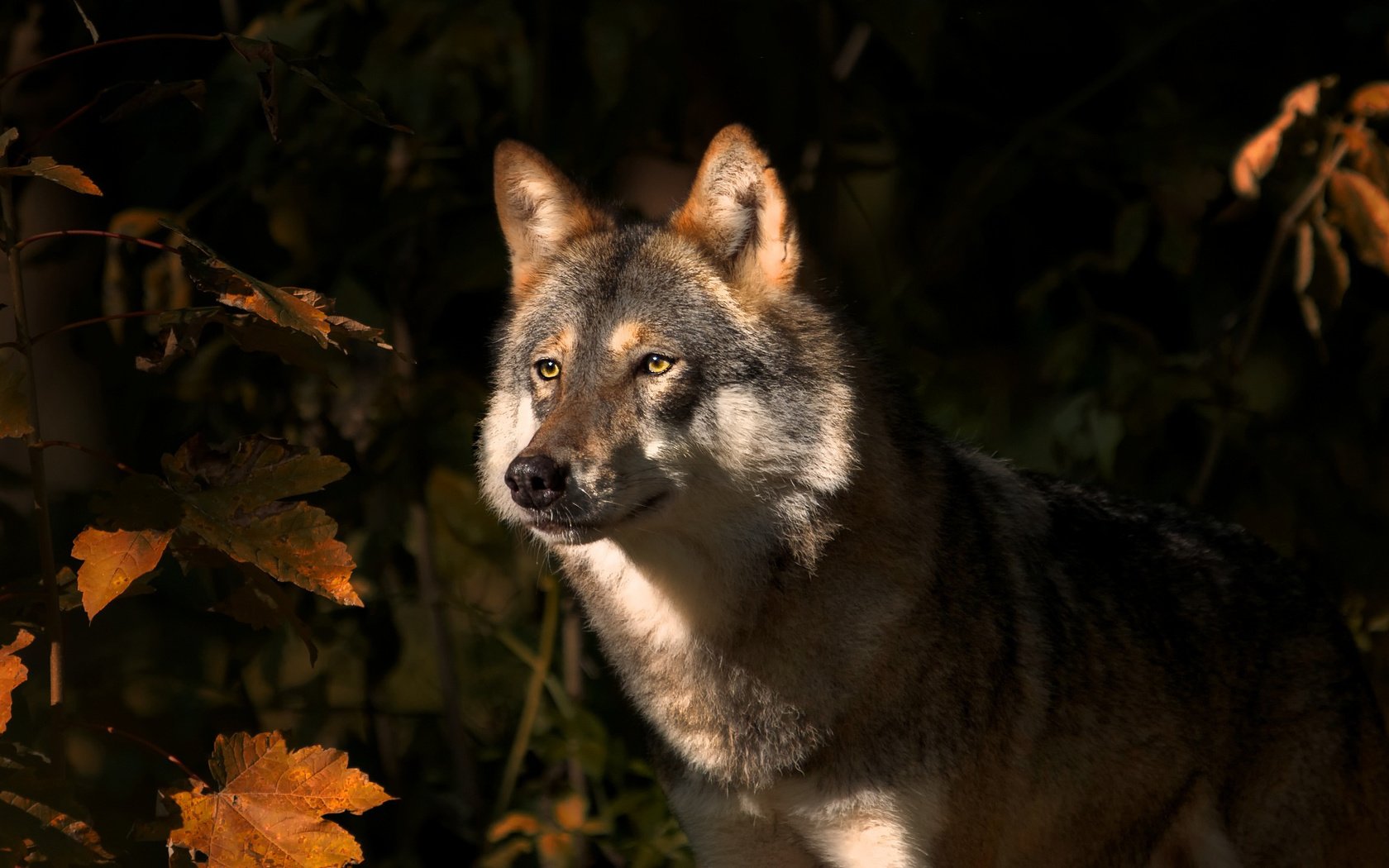 Обои природа, листья, взгляд, осень, хищник, животное, волк, nature, leaves, look, autumn, predator, animal, wolf разрешение 2048x1141 Загрузить