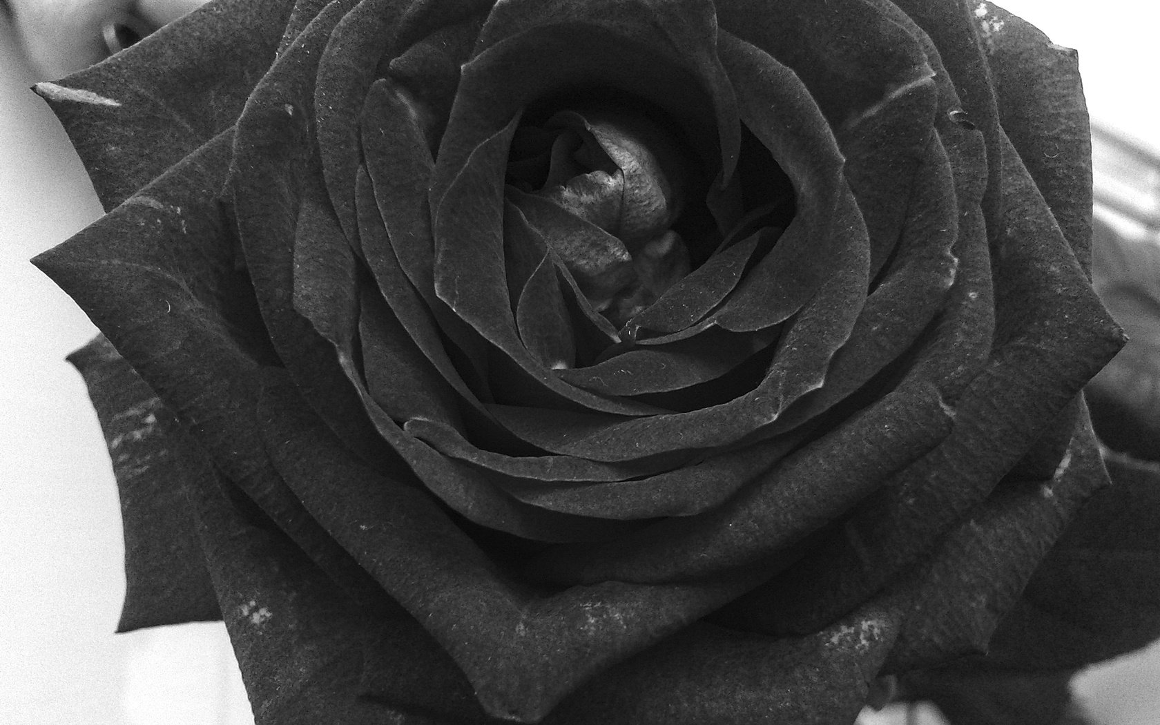 Обои цветок, роза, лепестки, чёрно-белое, flower, rose, petals, black and white разрешение 2560x1920 Загрузить