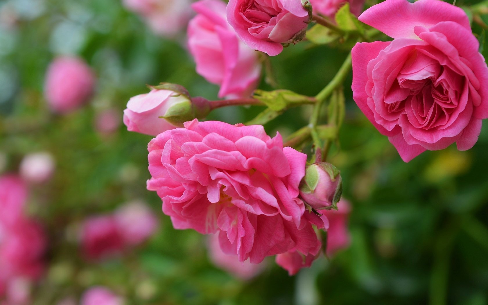 Обои цветы, бутоны, макро, роза, лепестки, розовая роза, flowers, buds, macro, rose, petals, pink rose разрешение 3000x1897 Загрузить