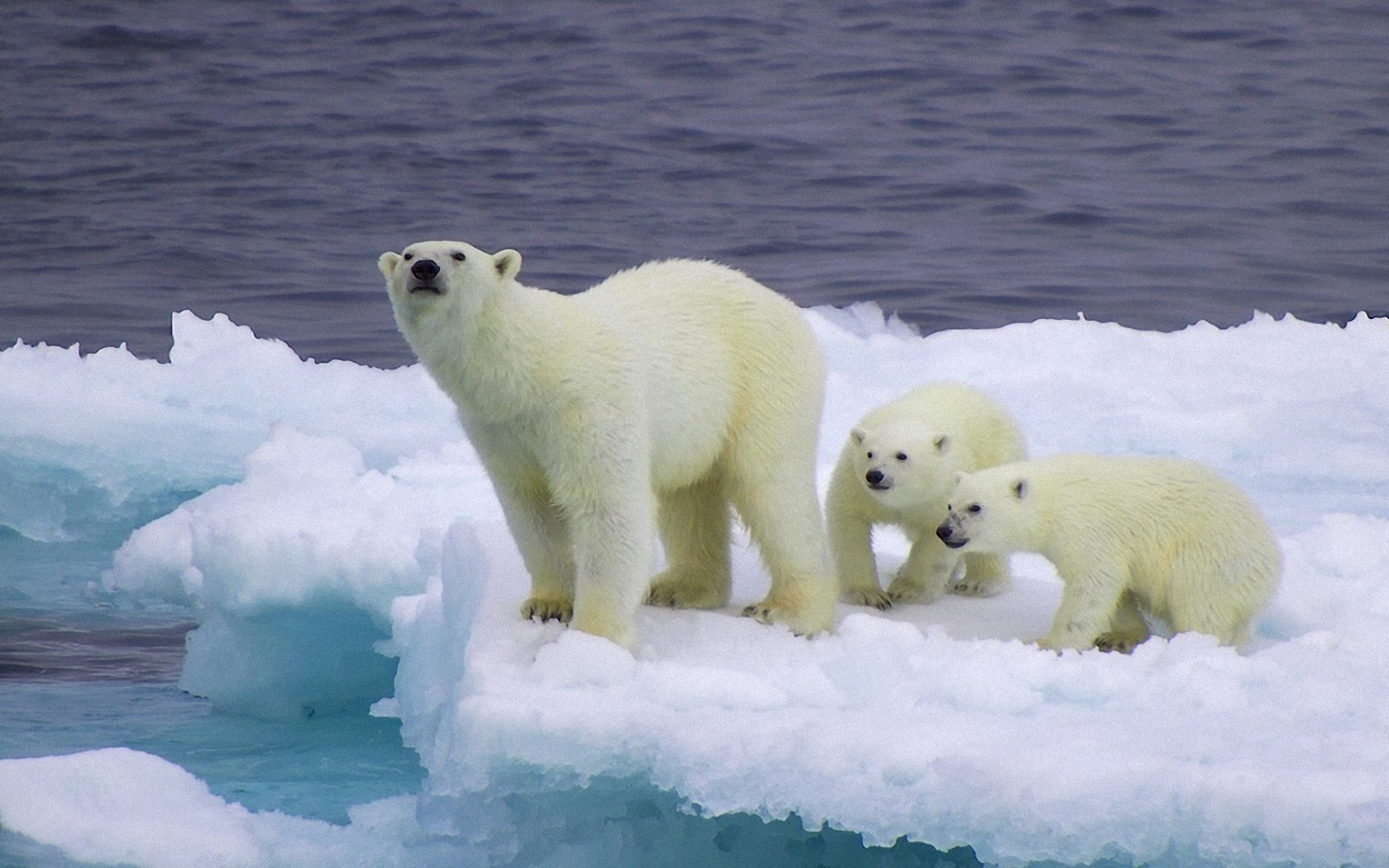 Обои снег, лёд, медведи, белый медведь, детеныши, медвежата, snow, ice, bears, polar bear, cubs разрешение 1920x1080 Загрузить