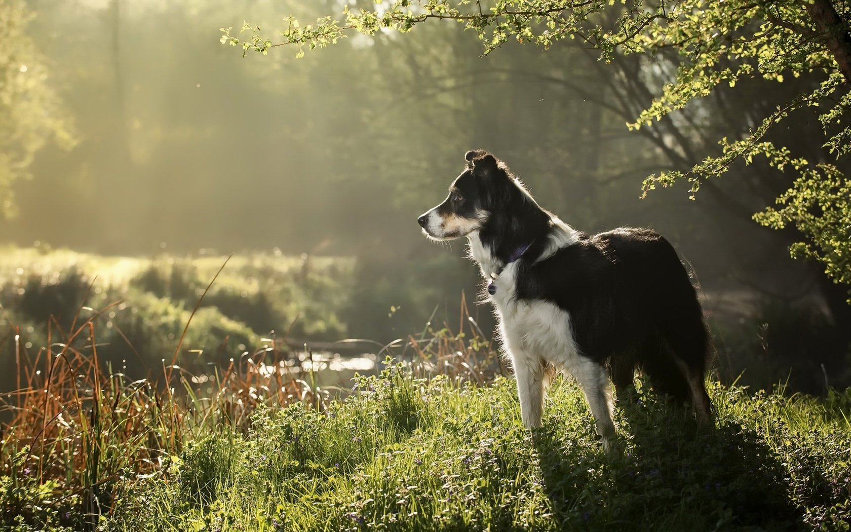 Обои трава, природа, собака, друг, бордер колли, grass, nature, dog, each, border collie разрешение 1920x1282 Загрузить