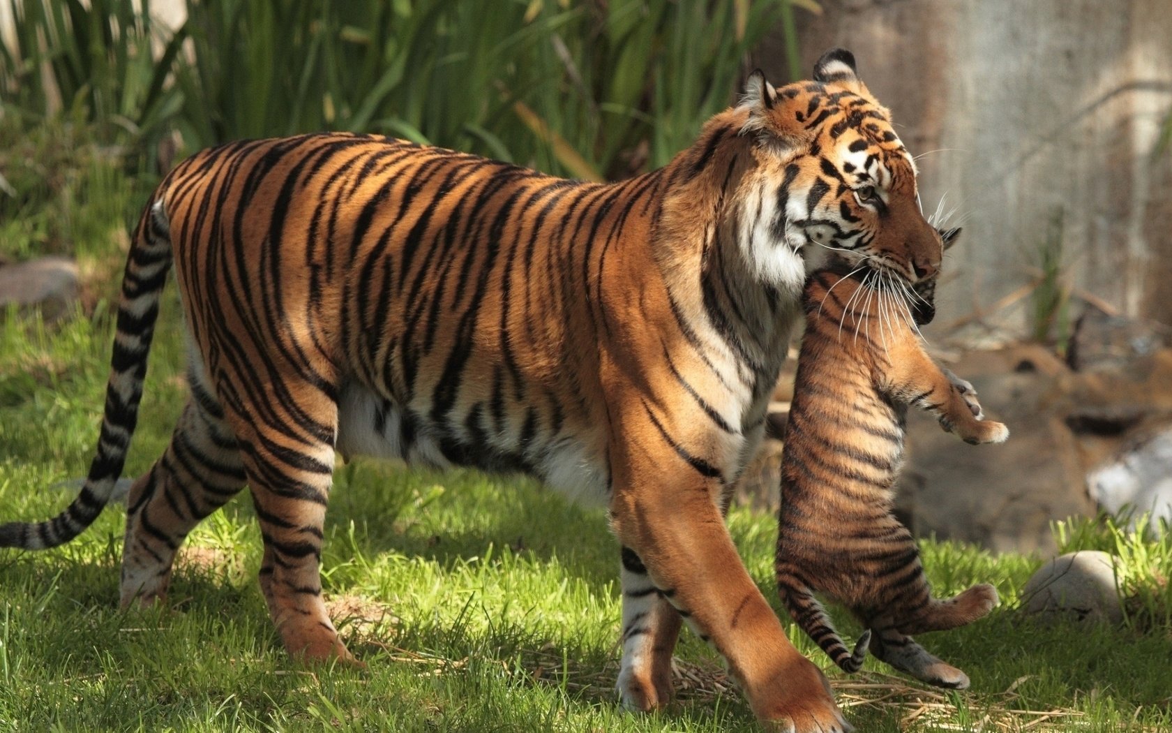 Обои тигр, трава, тигренок, детеныш, большие кошки, материнство, тигрица, тигры, tiger, grass, cub, big cats, motherhood, tigress, tigers разрешение 1920x1257 Загрузить