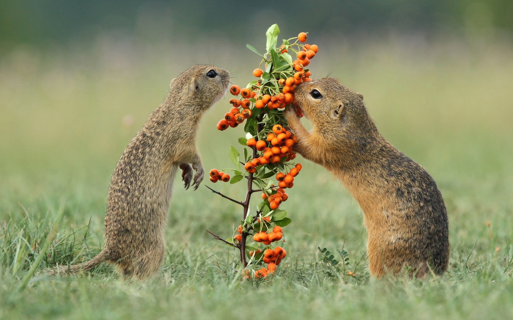 Обои трава, ягоды, рябина, грызуны, суслики, grass, berries, rowan, rodents, gophers разрешение 4886x2748 Загрузить