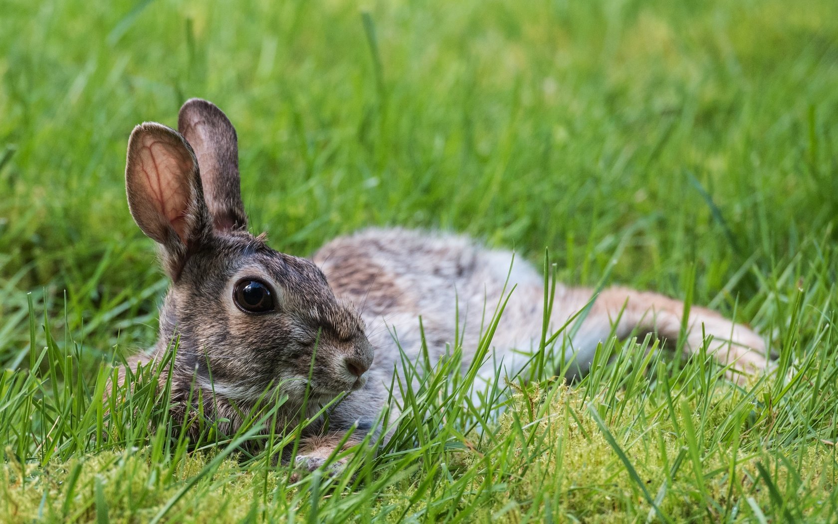 Обои трава, природа, животное, уши, заяц, зайчик, grass, nature, animal, ears, hare, bunny разрешение 3637x2428 Загрузить