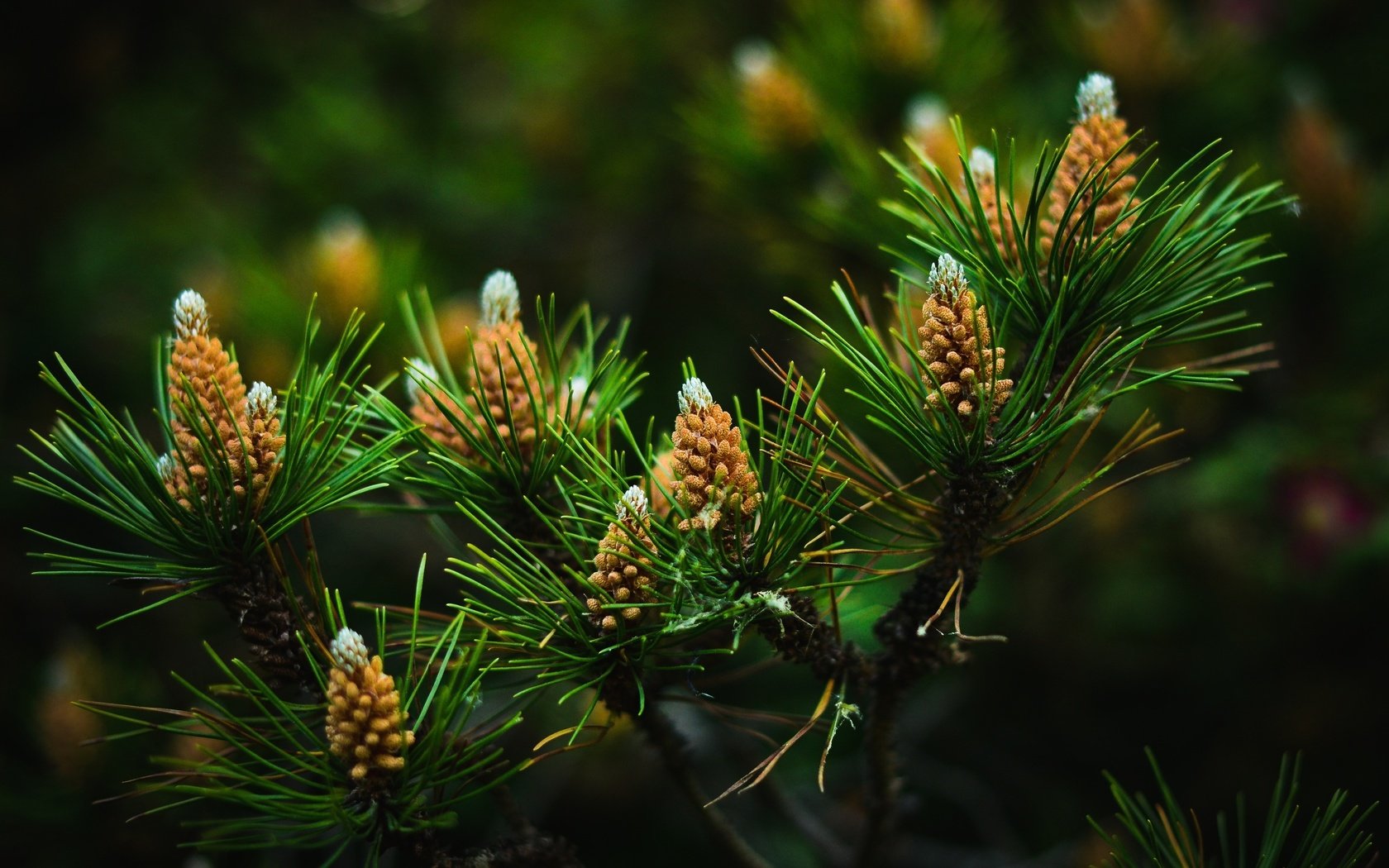 Обои ветка, природа, хвоя, фон, шишки, иголки, сосна, branch, nature, needles, background, bumps, pine разрешение 2560x1440 Загрузить