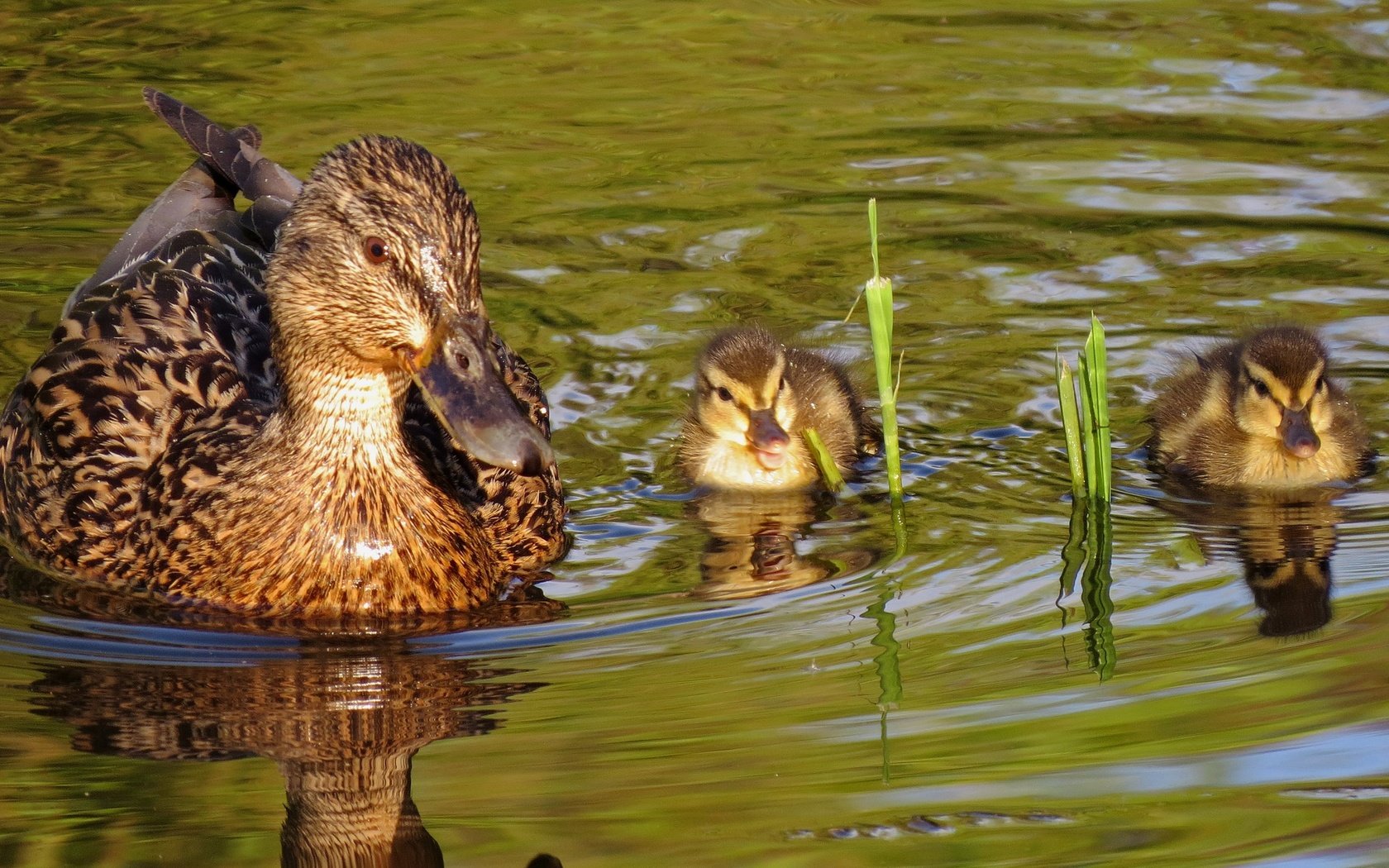 Обои вода, природа, птицы, пруд, утята, утки, утка, water, nature, birds, pond, ducklings, duck разрешение 2048x1237 Загрузить