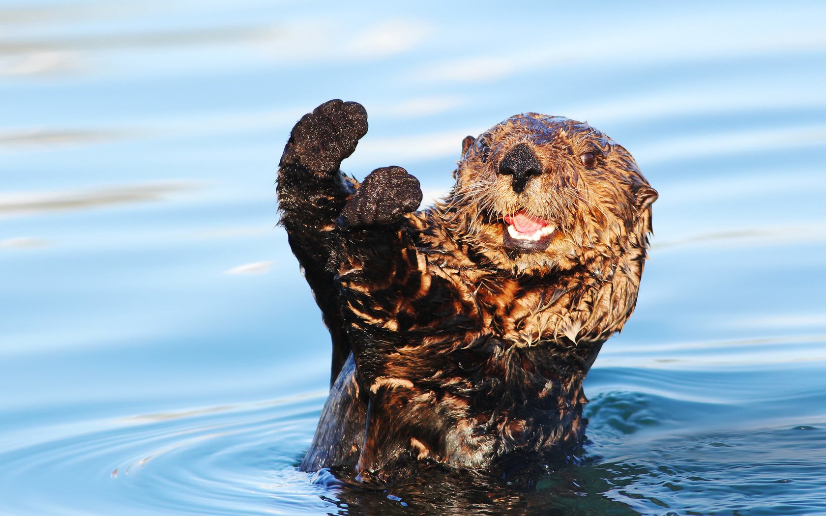 Обои вода, мордочка, взгляд, животное, лапки, выдра, water, muzzle, look, animal, legs, otter разрешение 1920x1200 Загрузить