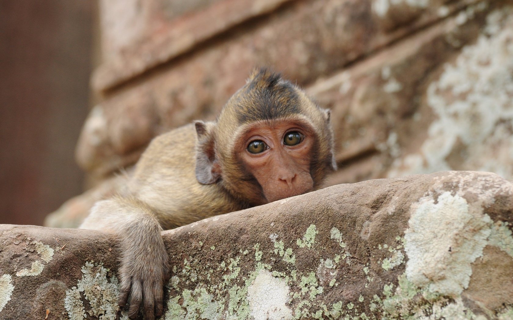 Обои морда, грусть, взгляд, обезьяна, печаль, макака, face, sadness, look, monkey разрешение 2048x1372 Загрузить