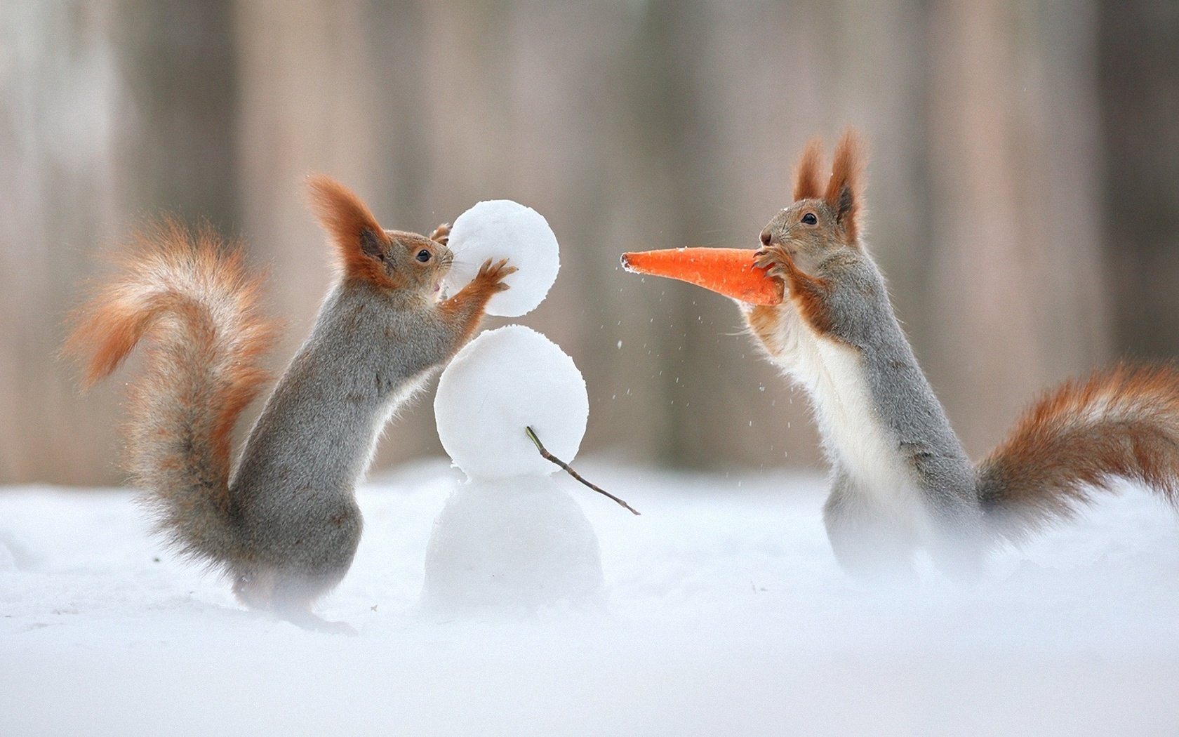 Обои снег, зима, снеговик, юмор, хвост, морковка, белки, белочки, snow, winter, snowman, humor, tail, carrot, proteins, squirrels разрешение 1920x1200 Загрузить