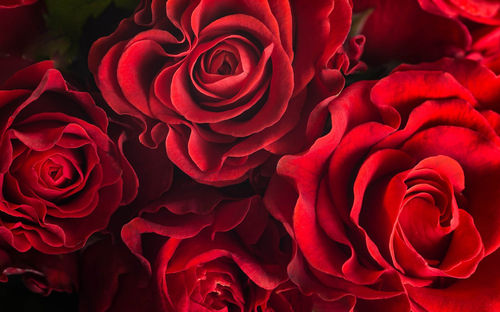 Обои цветы, розы, лепестки, красные розы, flowers, roses, petals, red roses разрешение 1920x1200 Загрузить