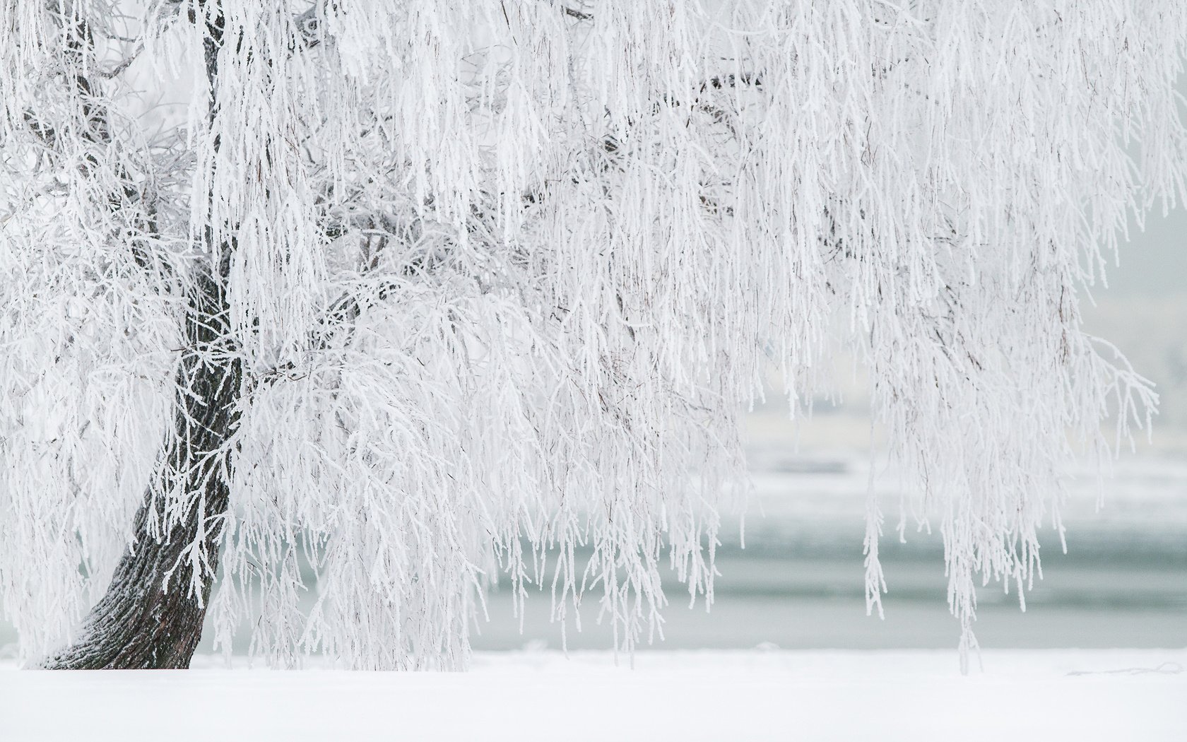 Обои природа, дерево, зима, иней, береза, nature, tree, winter, frost, birch разрешение 2880x1800 Загрузить