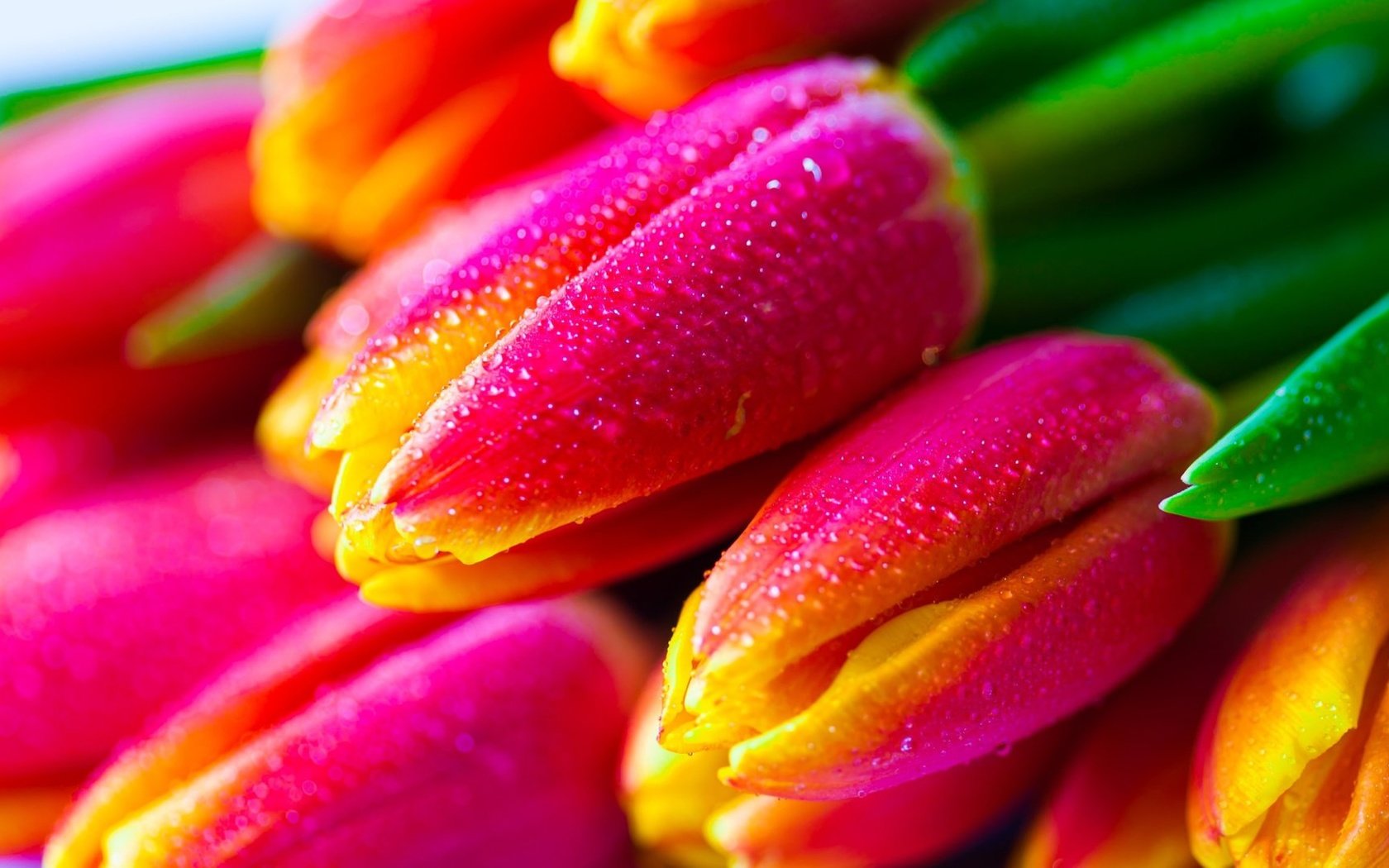 Обои цветы, бутоны, капли, тюльпаны, flowers, buds, drops, tulips разрешение 1920x1080 Загрузить