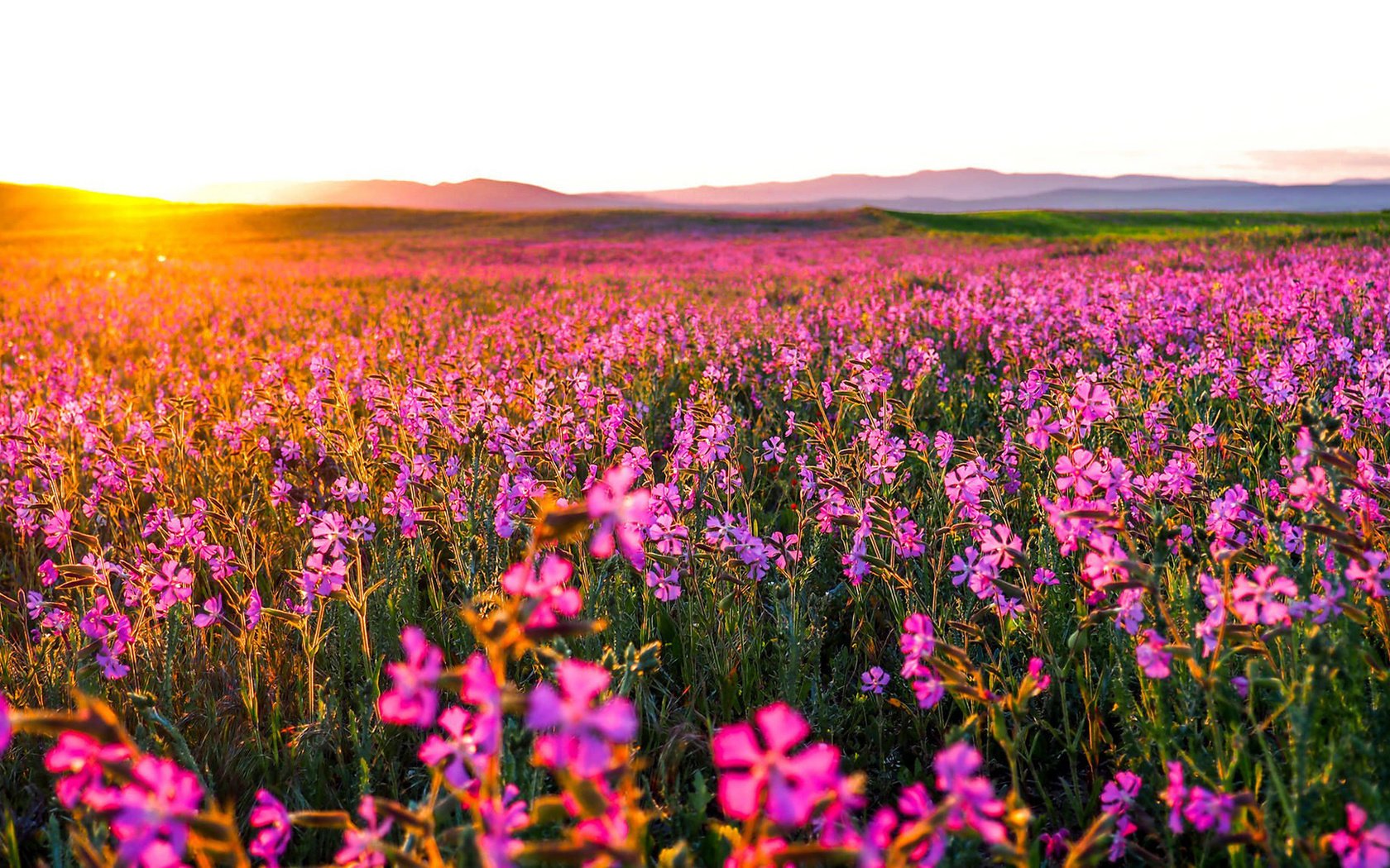 Обои цветы, природа, утро, поле, горизонт, рассвет, flowers, nature, morning, field, horizon, dawn разрешение 1920x1080 Загрузить