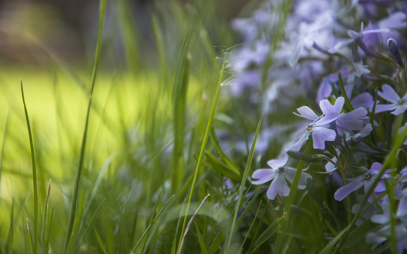 Обои цветы, трава, незабудки, flowers, grass, forget-me-nots разрешение 1920x1200 Загрузить