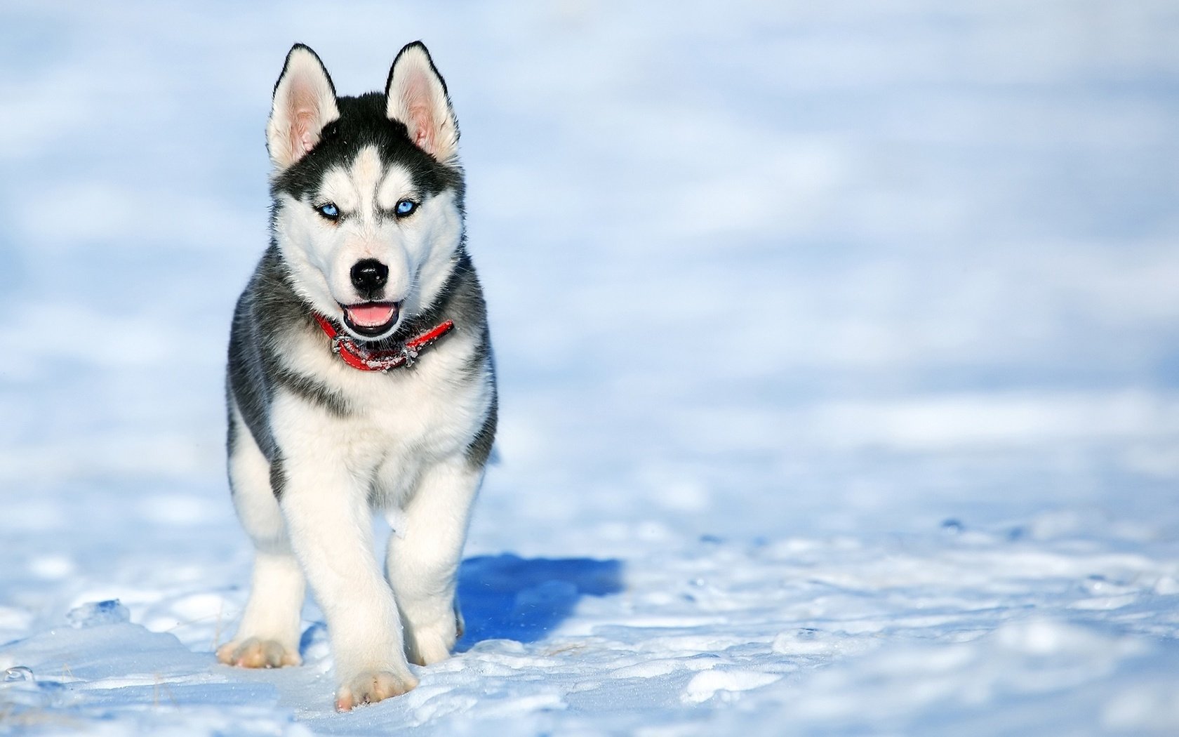 Обои снег, зима, мордочка, взгляд, собака, щенок, хаски, snow, winter, muzzle, look, dog, puppy, husky разрешение 1920x1200 Загрузить