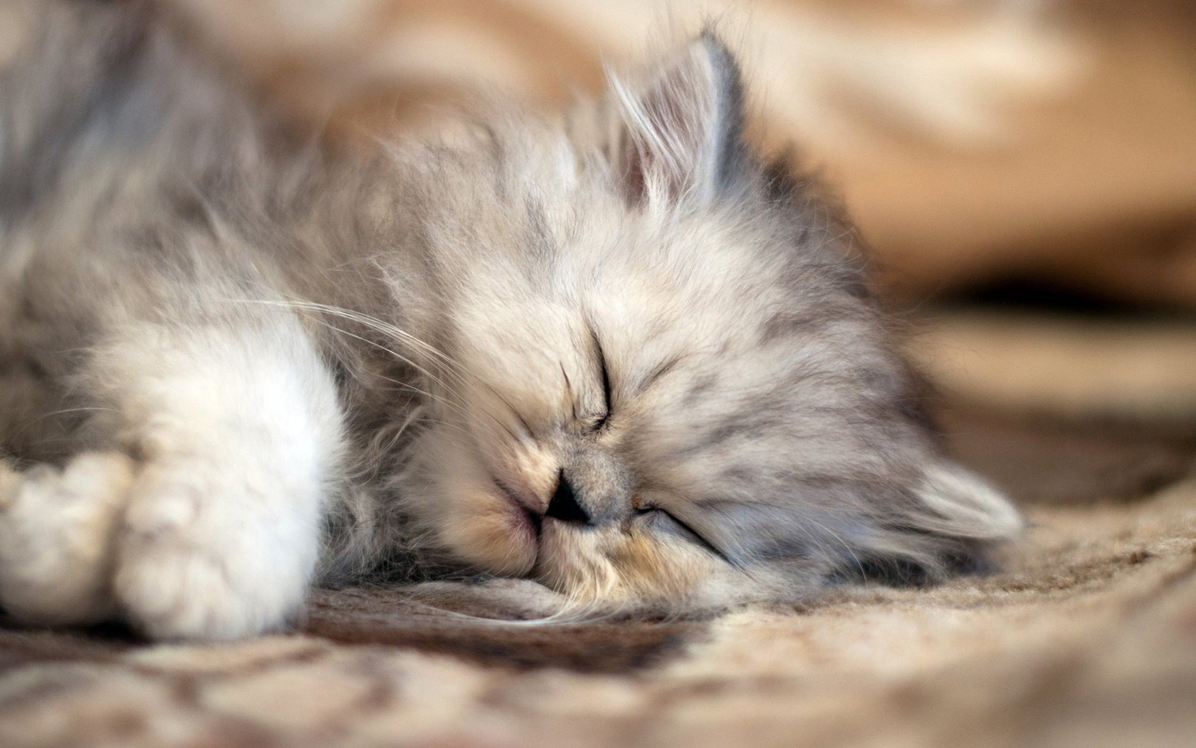 Обои кот, мордочка, кошка, сон, котенок, пушистый, лапки, cat, muzzle, sleep, kitty, fluffy, legs разрешение 1920x1200 Загрузить
