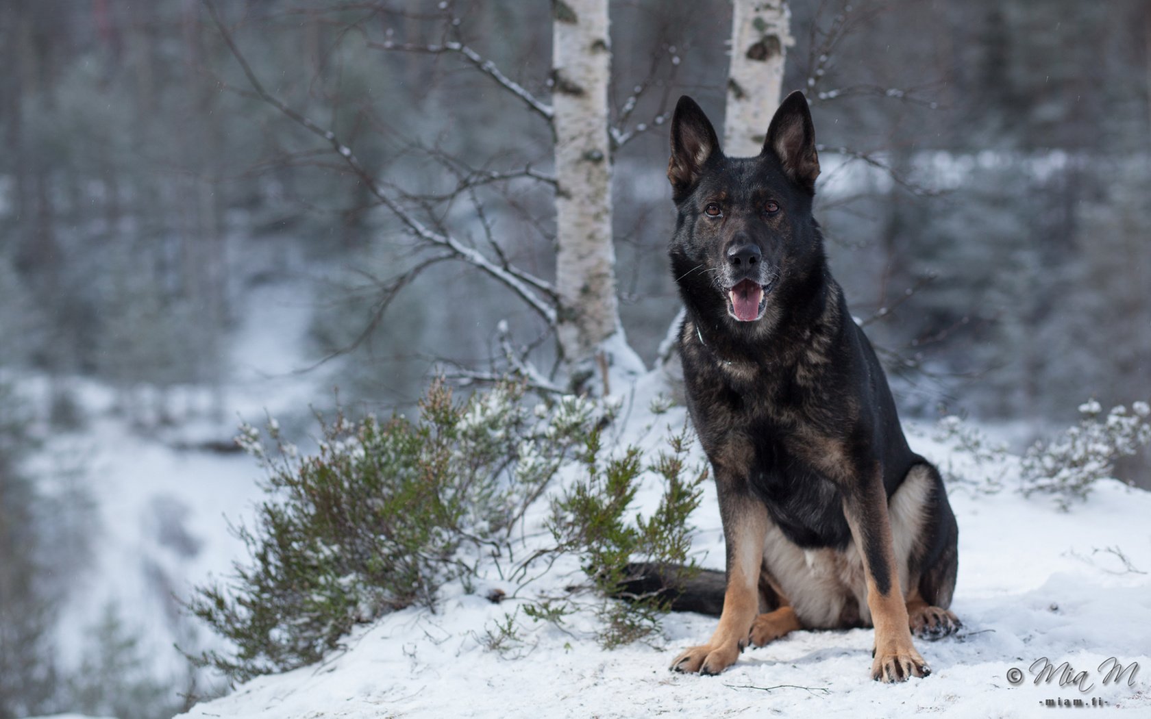 Обои зима, собака, немецкая овчарка, mia m, winter, dog, german shepherd разрешение 1920x1200 Загрузить