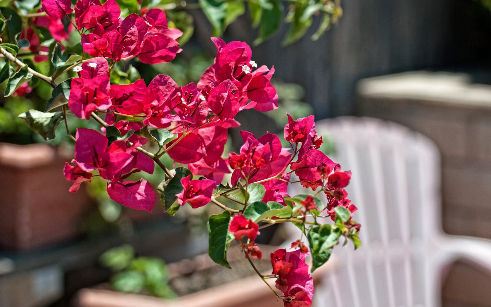 Обои цветы, ветка, листья, лепестки, бугенвиллея, flowers, branch, leaves, petals, bougainvillea разрешение 1920x1200 Загрузить