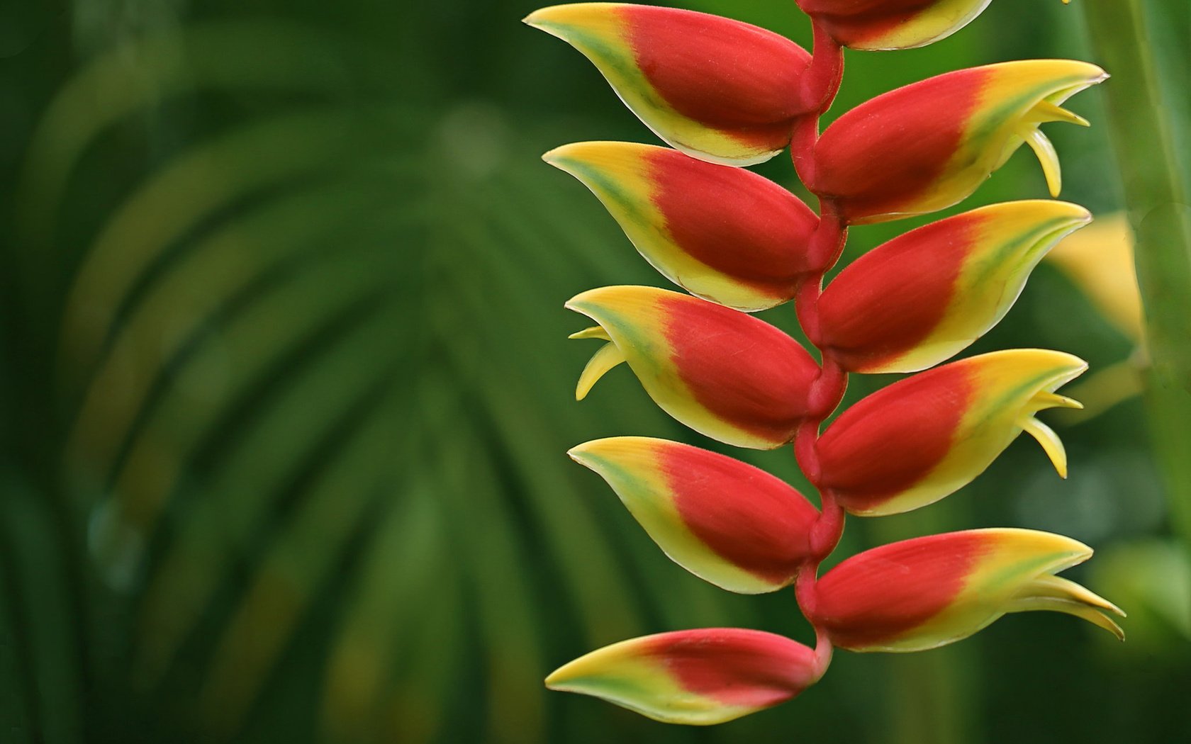 Обои цветы, природа, макро, соцветие, геликония, flowers, nature, macro, inflorescence, heliconia разрешение 2048x1365 Загрузить