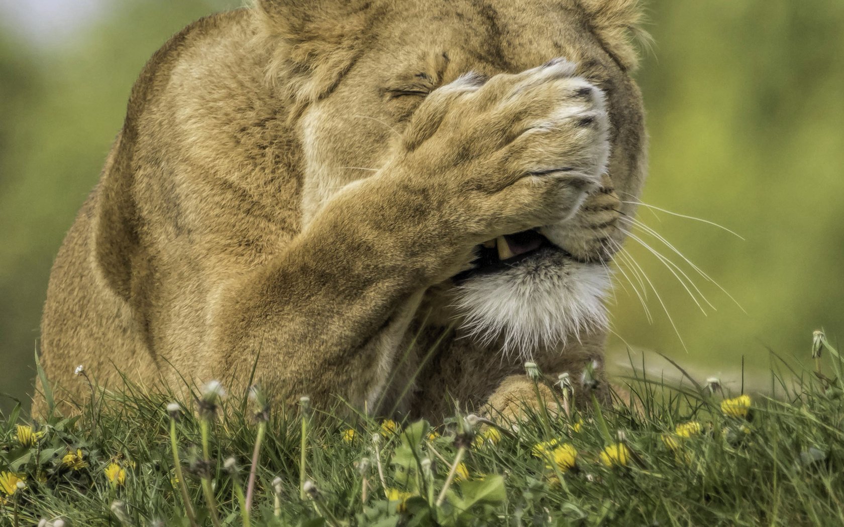 Обои цветы, трава, хищник, одуванчики, лев, лапа, львица, flowers, grass, predator, dandelions, leo, paw, lioness разрешение 2823x2556 Загрузить