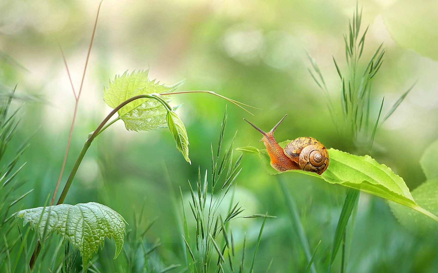 Обои трава, природа, зелень, растения, листья, стебель, улитка, боке, grass, nature, greens, plants, leaves, stem, snail, bokeh разрешение 2048x1179 Загрузить