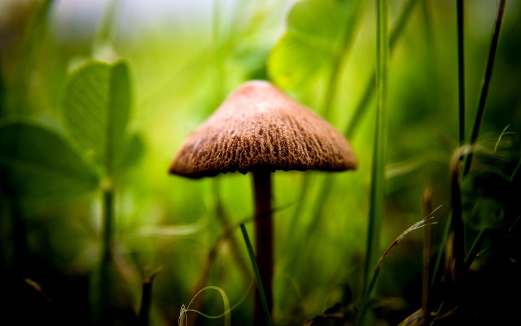 Обои трава, растения, гриб, шляпка, ножка, grass, plants, mushroom, hat, leg разрешение 2560x1600 Загрузить