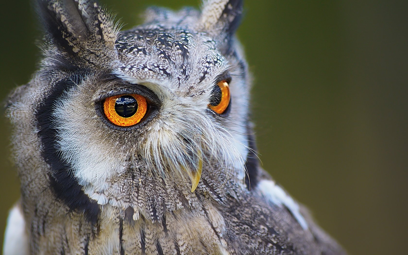 Обои глаза, сова, хищник, птица, клюв, желтые глаза, eyes, owl, predator, bird, beak, yellow eyes разрешение 6000x4000 Загрузить