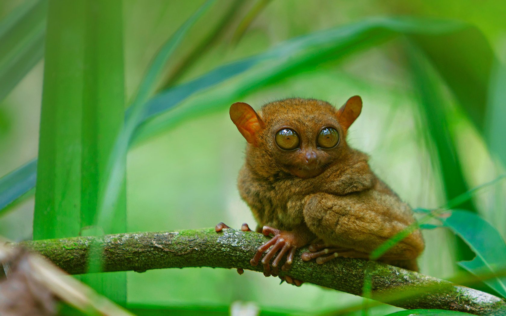 Обои глаза, ветка, мордочка, взгляд, долгопят, eyes, branch, muzzle, look, tarsier разрешение 1920x1080 Загрузить