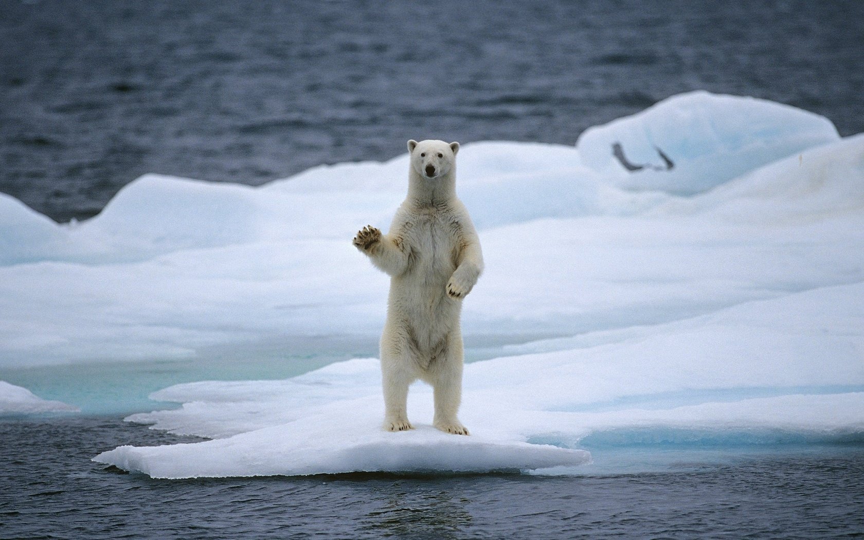 Обои вода, медведь, белый медведь, льдина, water, bear, polar bear, floe разрешение 2560x1536 Загрузить