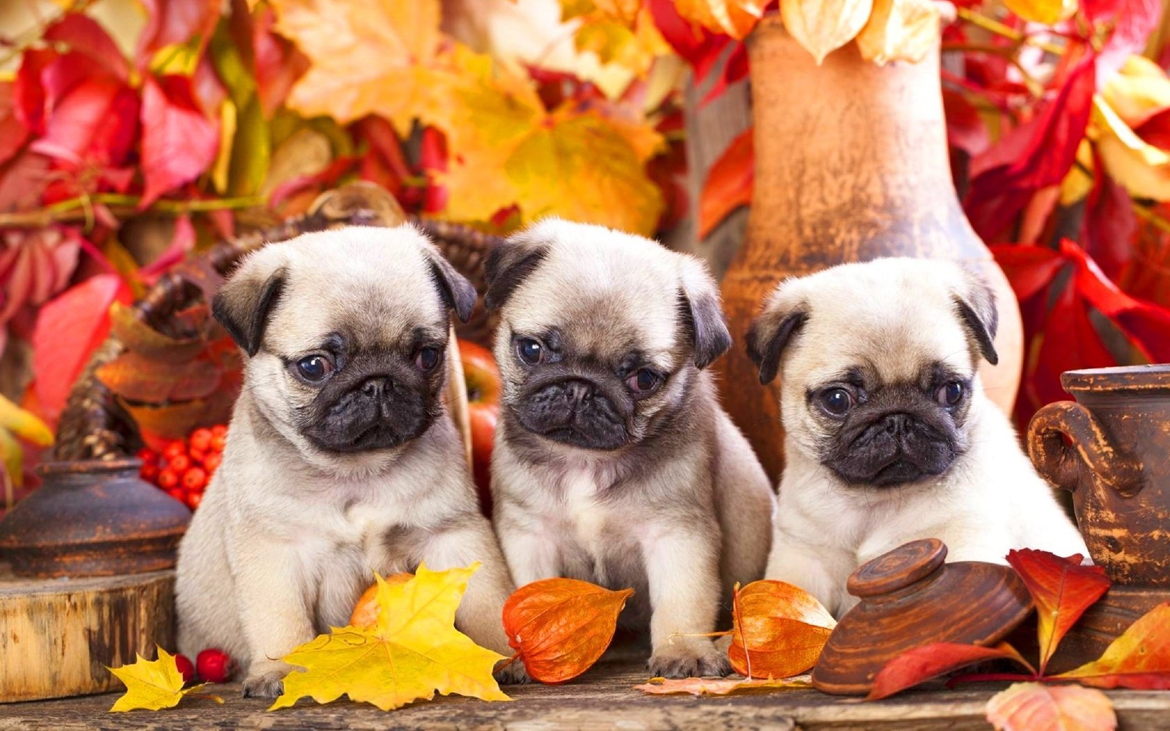 Обои листья, мордочка, взгляд, осень, щенки, собаки, мопс, leaves, muzzle, look, autumn, puppies, dogs, pug разрешение 2560x1706 Загрузить
