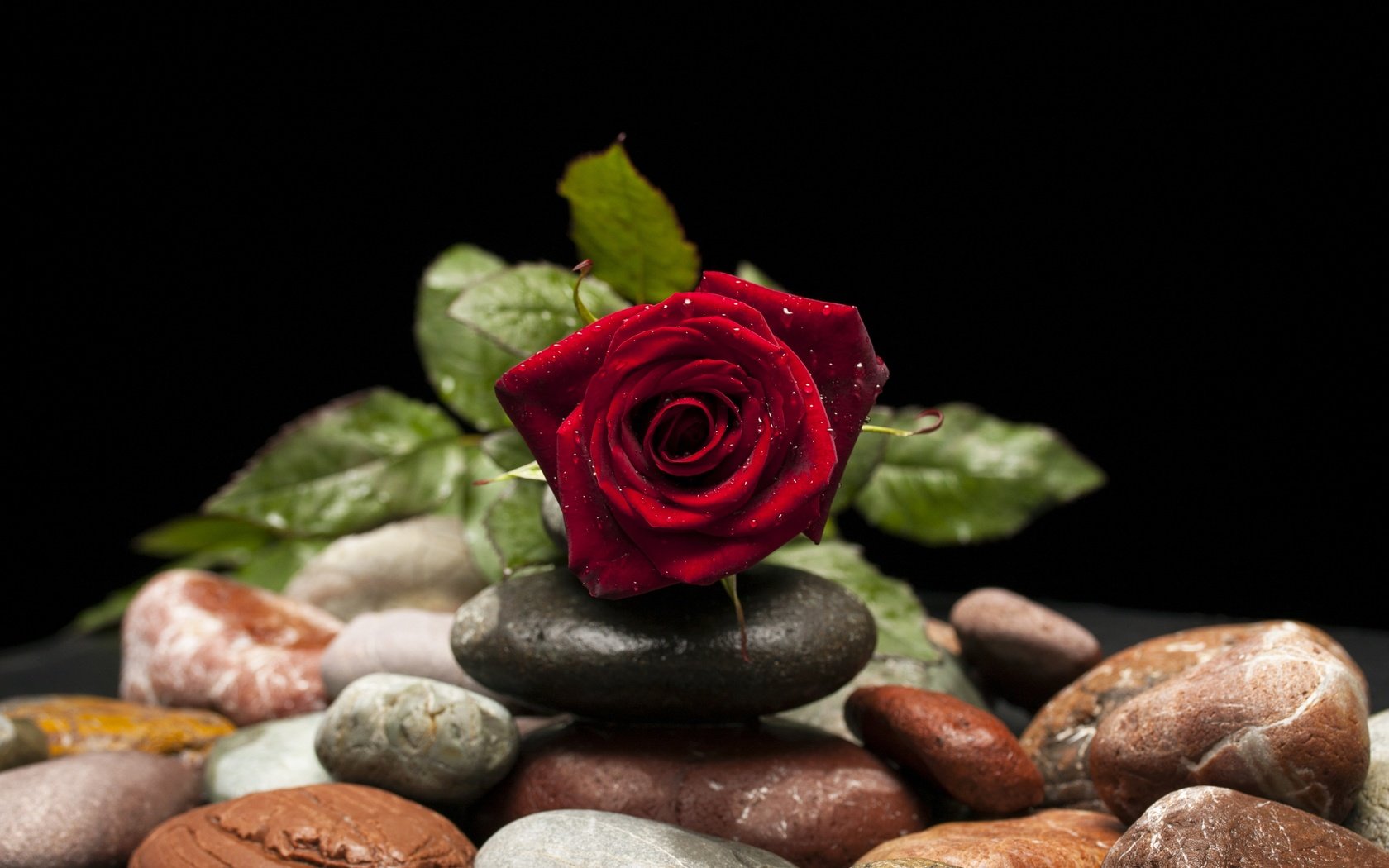 Обои камни, цветок, капли, роза, лепестки, бутон, stones, flower, drops, rose, petals, bud разрешение 3888x2592 Загрузить