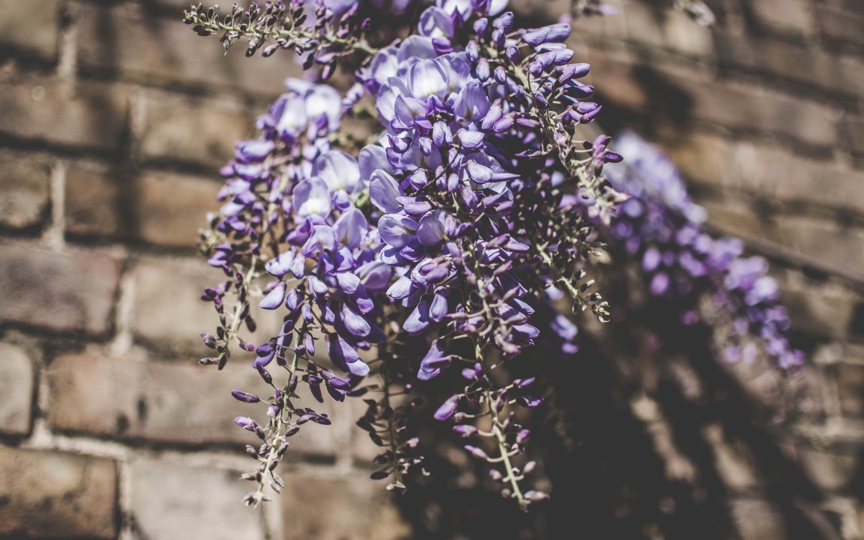 Обои цветы, букет, люпины, flowers, bouquet, lupins разрешение 6000x4000 Загрузить