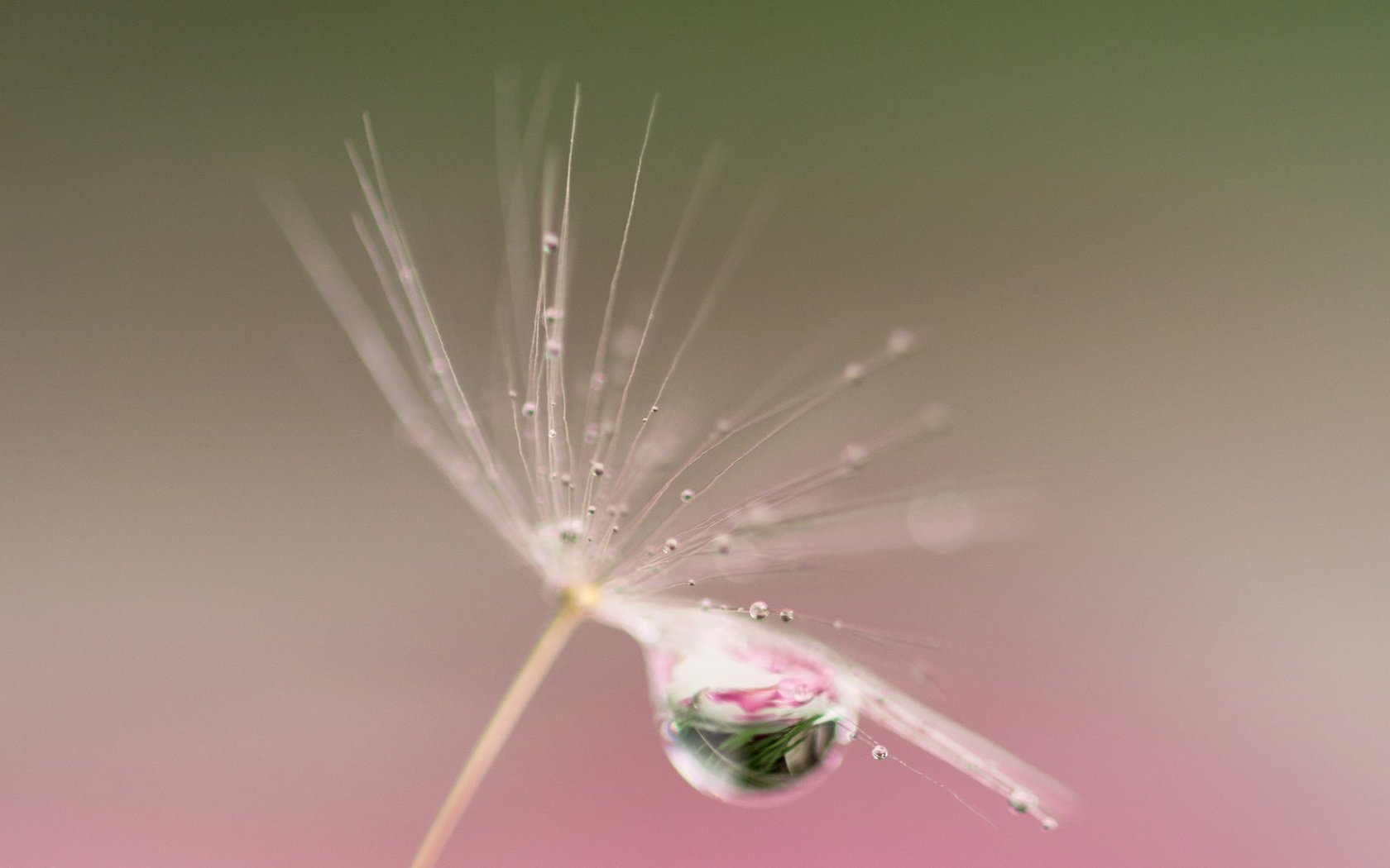 Обои природа, отражение, капли, пушинка, былинка, nature, reflection, drops, fluff, blade of grass разрешение 3600x2297 Загрузить