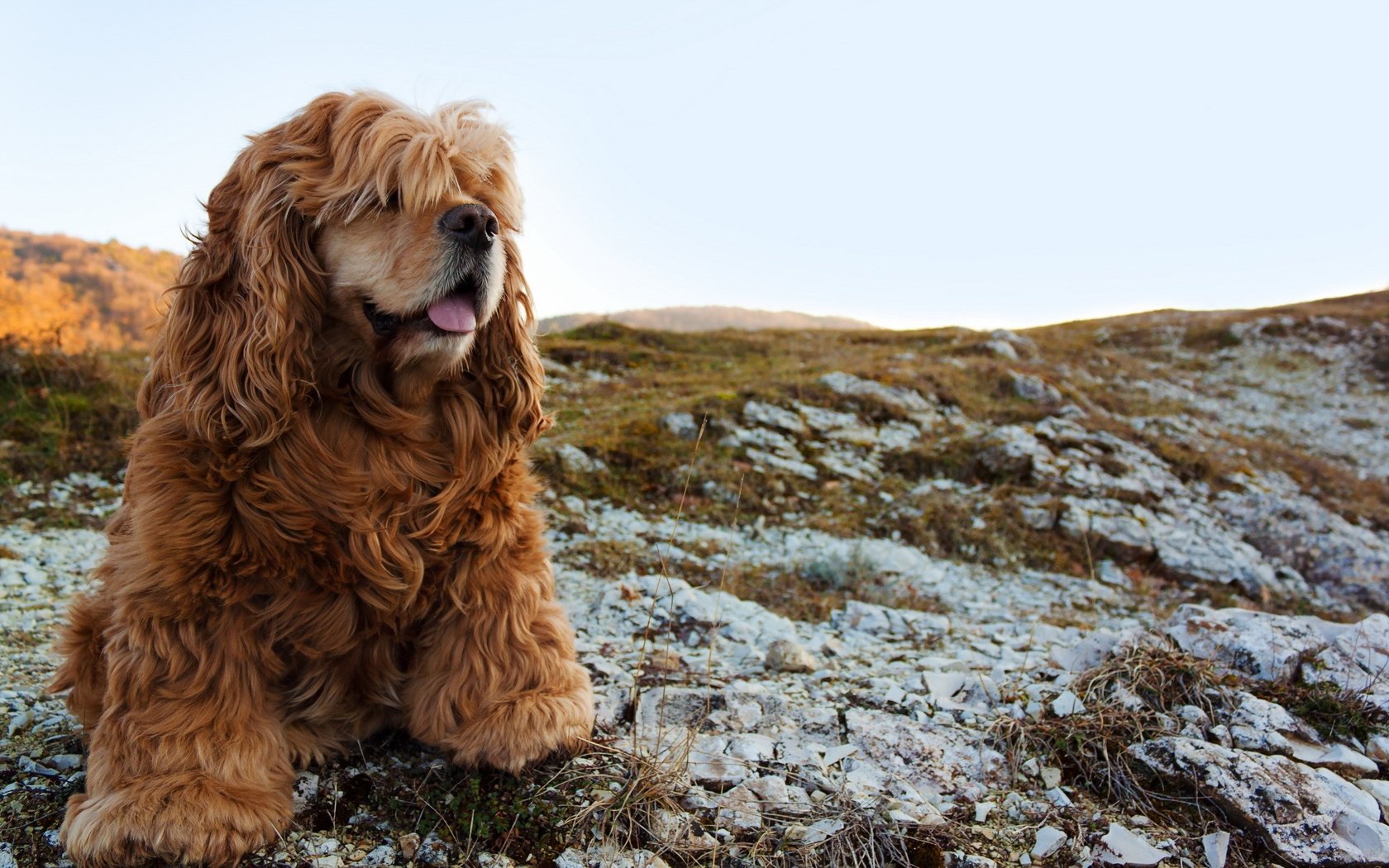 Обои взгляд, собака, спаниель, кокер-спаниель, look, dog, spaniel, cocker spaniel разрешение 2560x1600 Загрузить